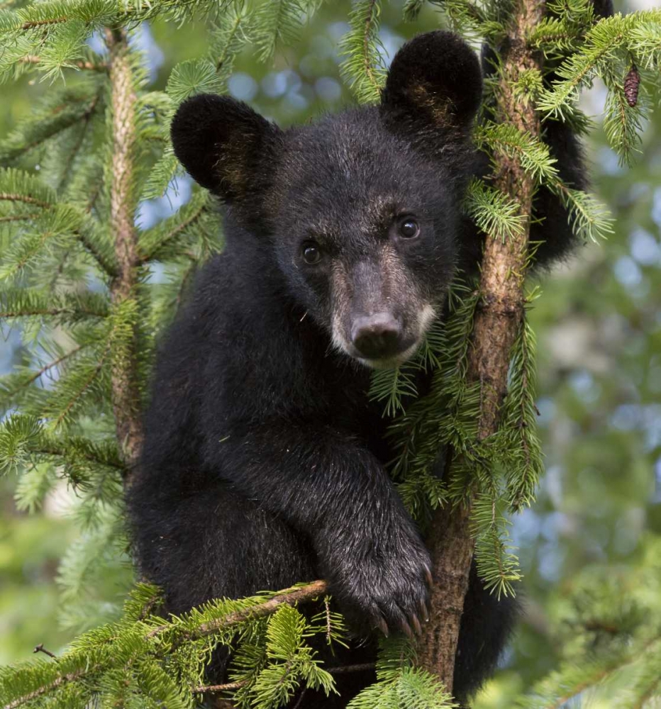 Art Print: Minnesota, Sandstone Black bear cub in a tree