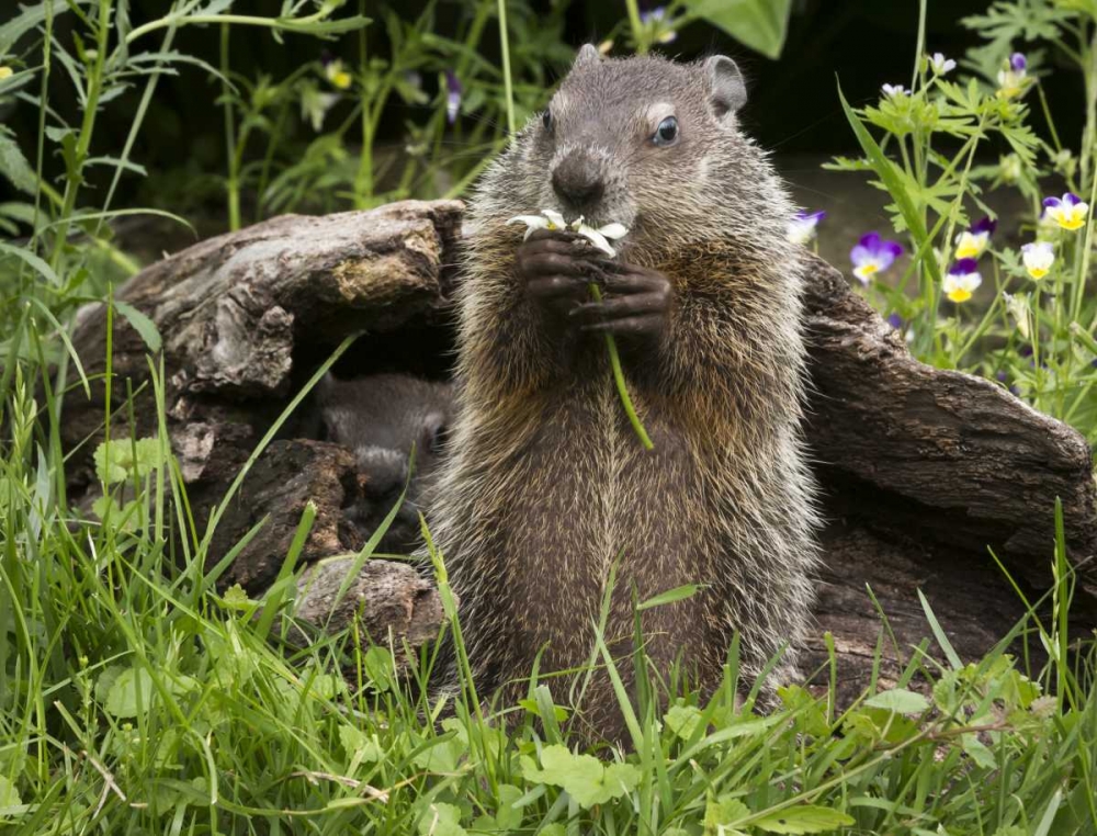 Art Print: Minnesota, Sandstone Groundhog eating a flower