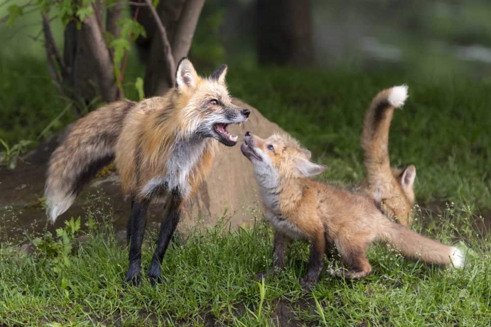Art Print: Minnesota, Sandstone Red fox and pup interacting