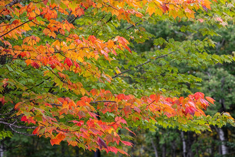 Art Print: USA, Minnesota, Superior National Forest. Autumn colors in maple tree.