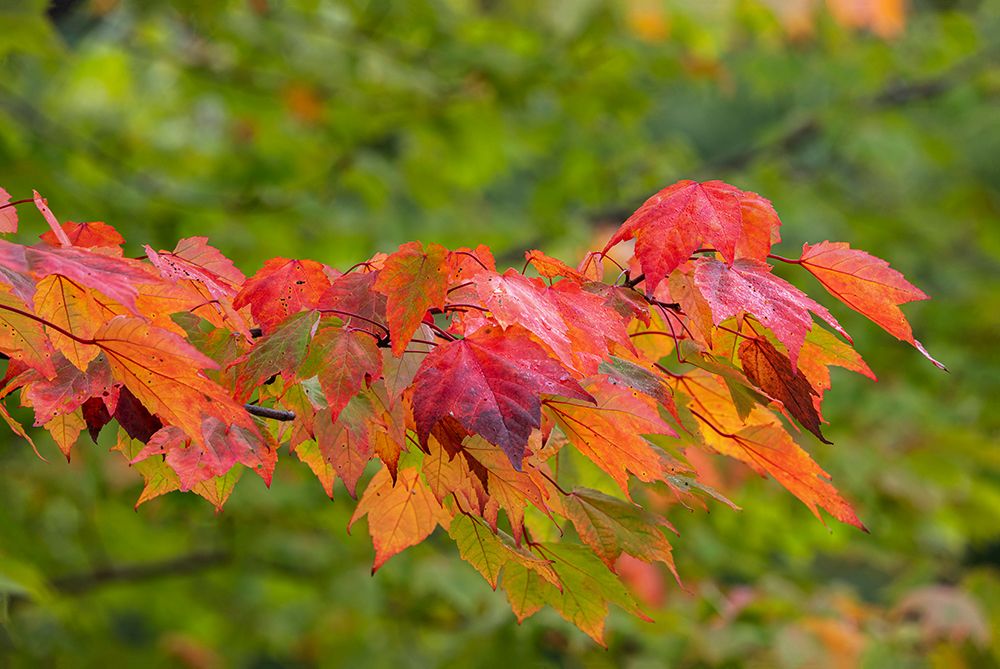 Art Print: USA, Minnesota, Superior National Forest. Autumn colors in maple tree.