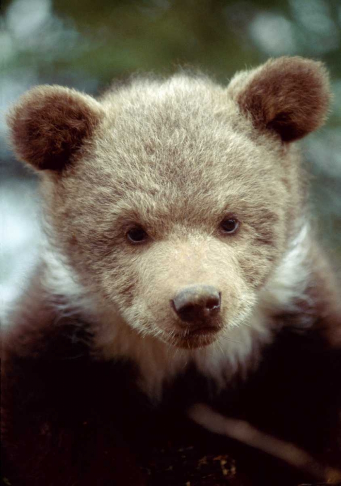 Wall Art Painting id:136575, Name: Montana, Rescued grizzly bear cub, Artist: Zuckerman, Jim