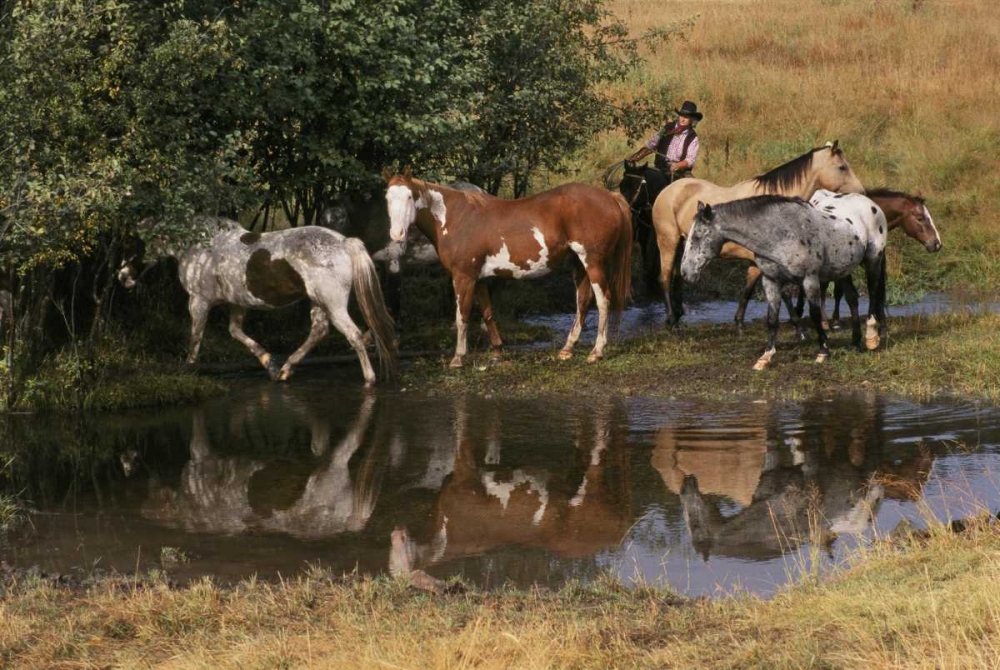 Art Print: USA, Montana Horses tended by cowgirl