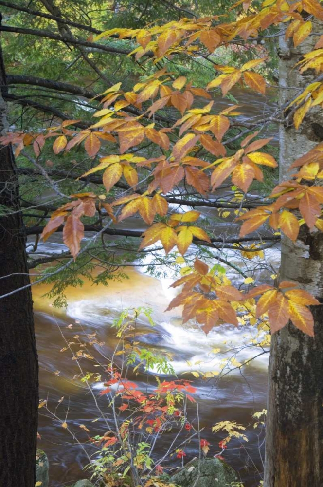 Art Print: USA, New Hampshire, Stream and fall foliage