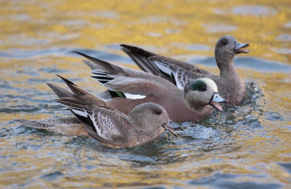 Art Print: New Mexico American wigeons courting