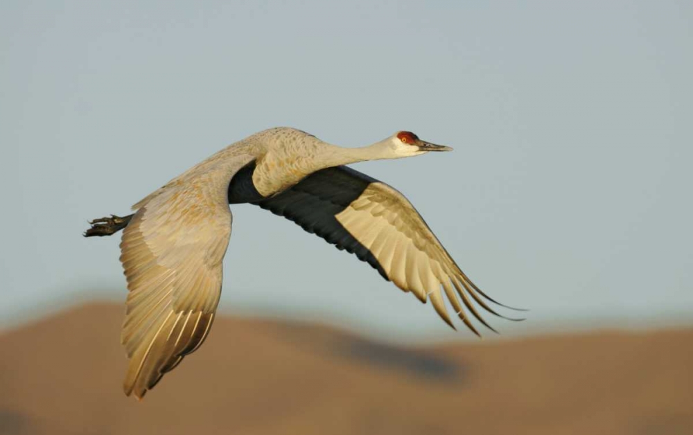 Art Print: New Mexico Sandhill crane in flight