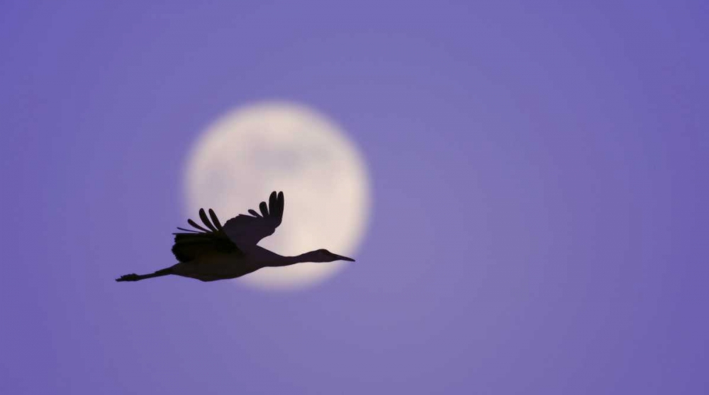 Art Print: New Mexico Sandhill crane flying by the moon