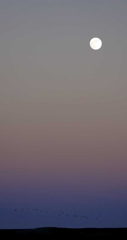 Art Print: New Mexico Sandhill cranes flying under the moon