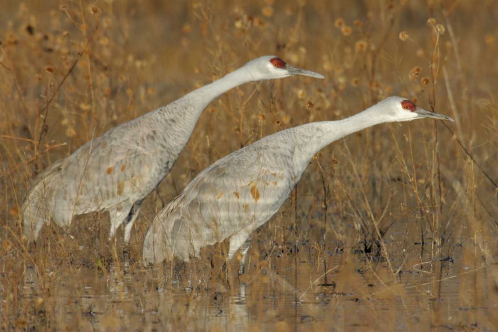 Art Print: New Mexico Two sandhill cranes in marsh