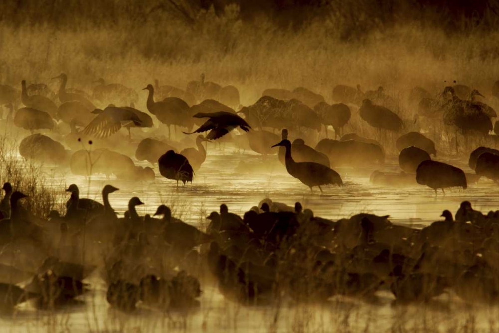 Art Print: New Mexico Flock of birds in pond and ground fog