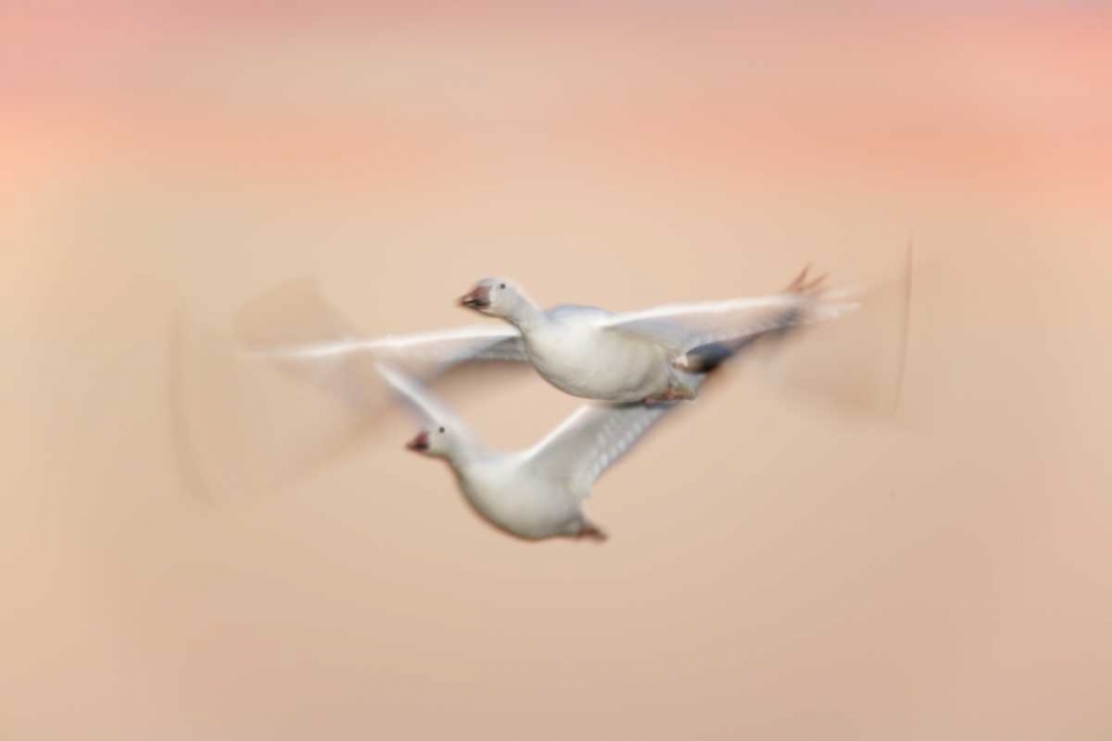 Art Print: New Mexico Snow geese in flight at dusk