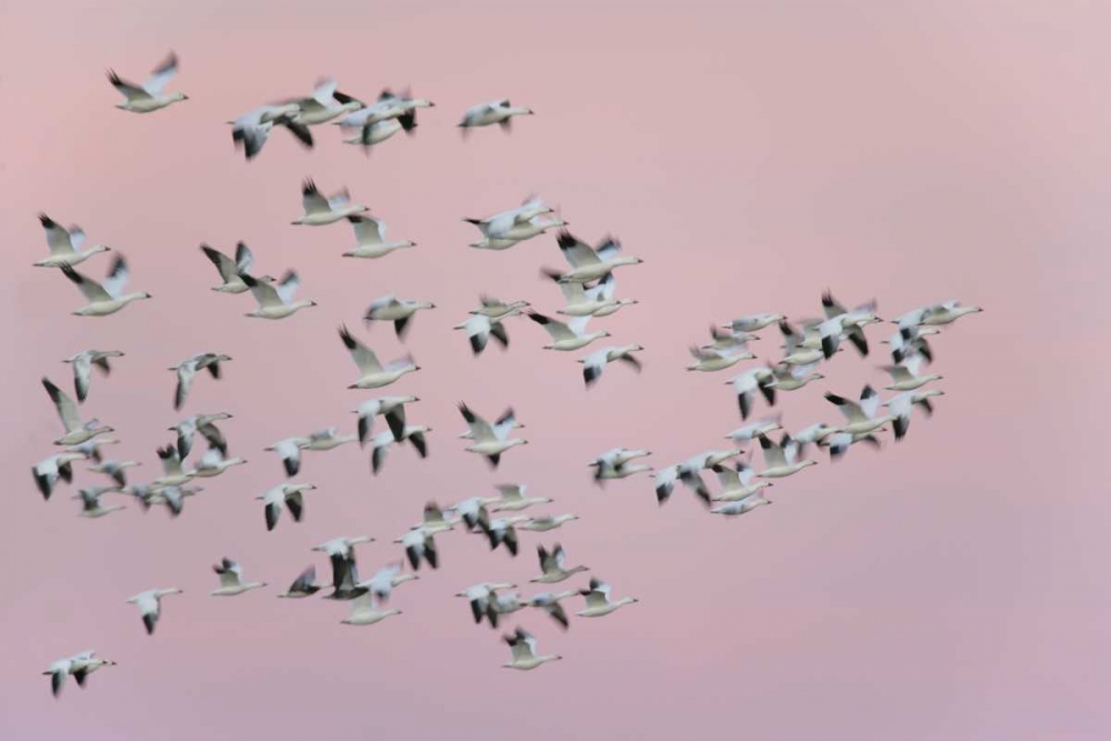 Art Print: New Mexico Snow geese in flight against pink sky