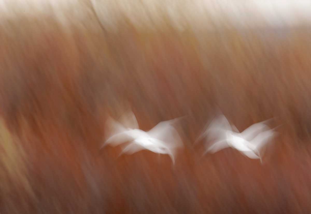 Art Print: New Mexico Abstract of snow geese in flight