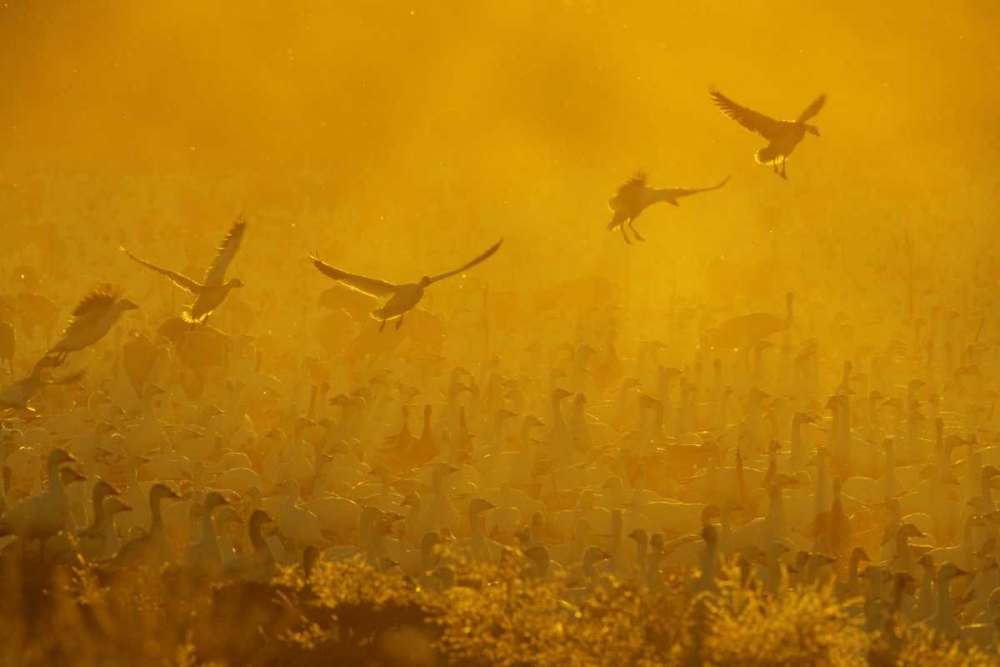 Art Print: New Mexico Flock of snow geese backlit at dusk