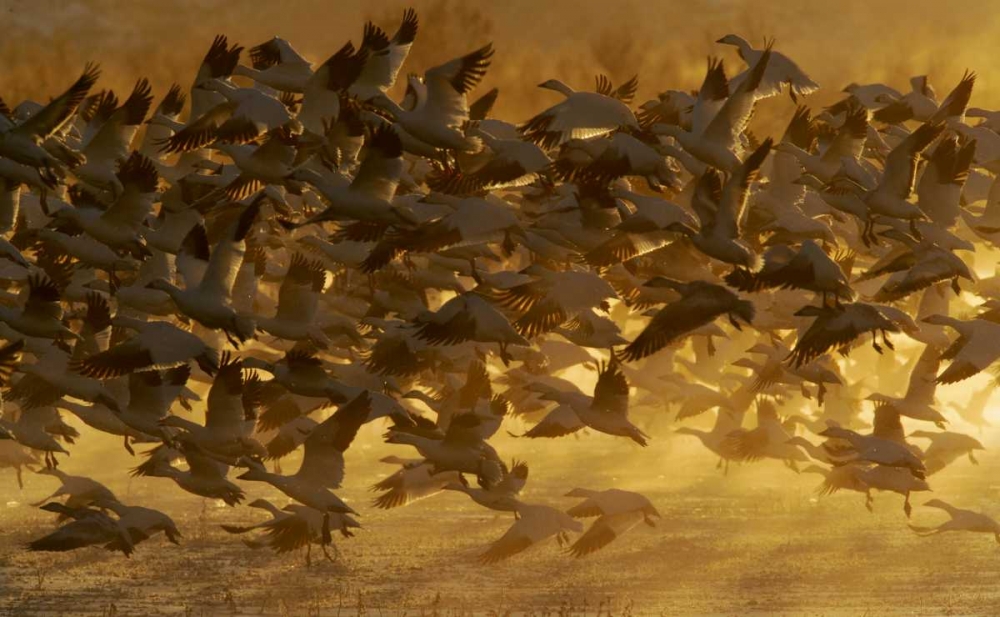 Art Print: New Mexico Flock of snow geese taking off