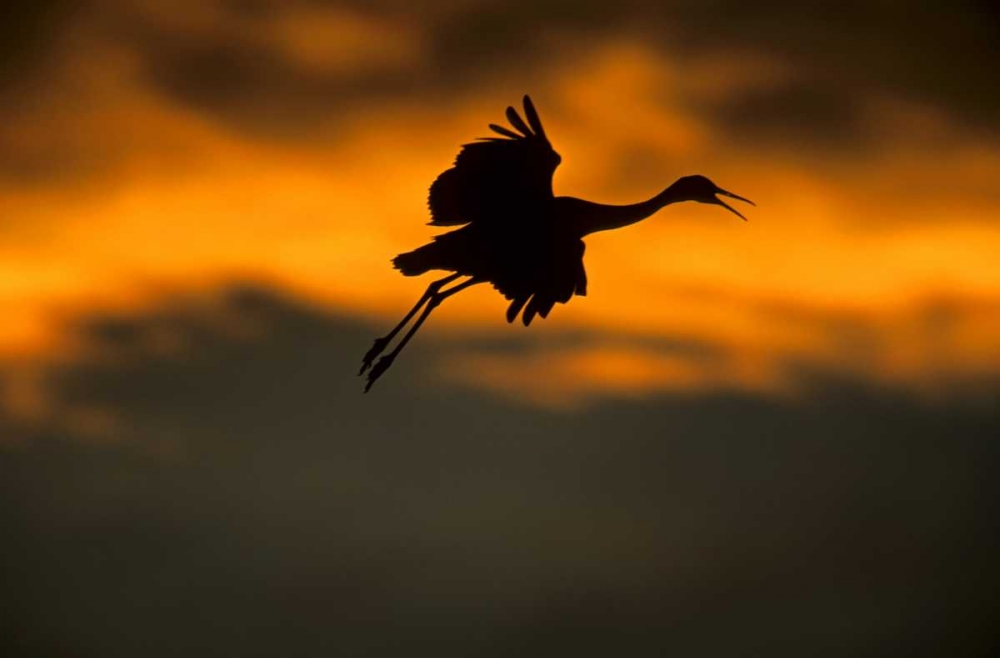 Art Print: New Mexico Sandhill crane landing at sunset