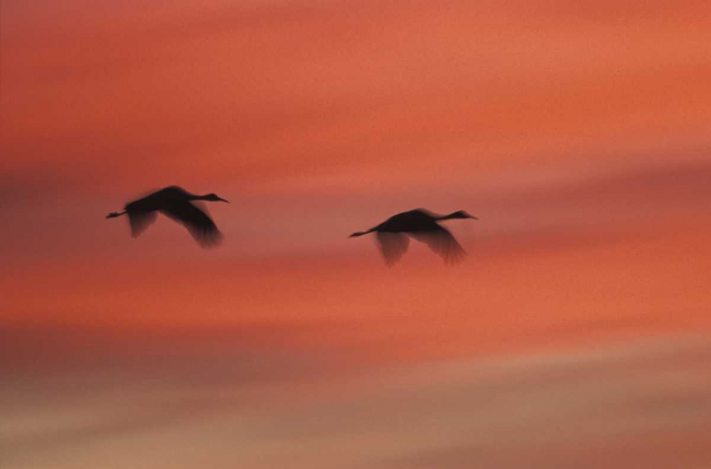Art Print: New MexicoAbstract of two sandhill cranes