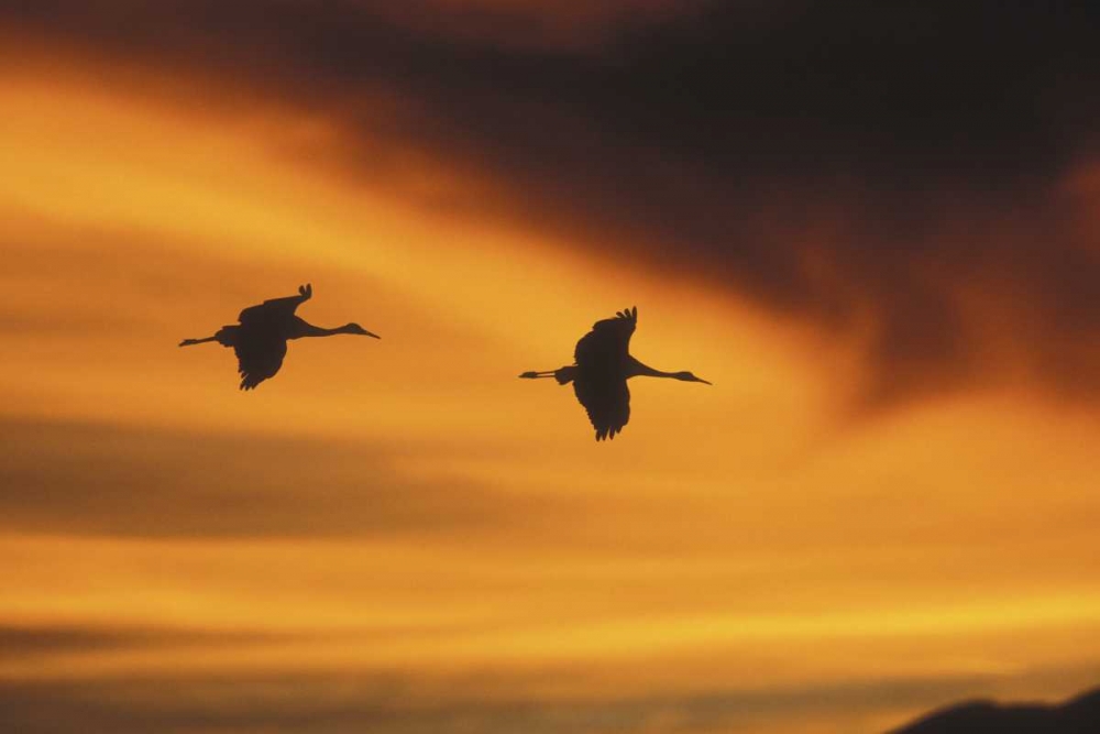 Art Print: New MexicoTwo sandhill cranes flying at sunset
