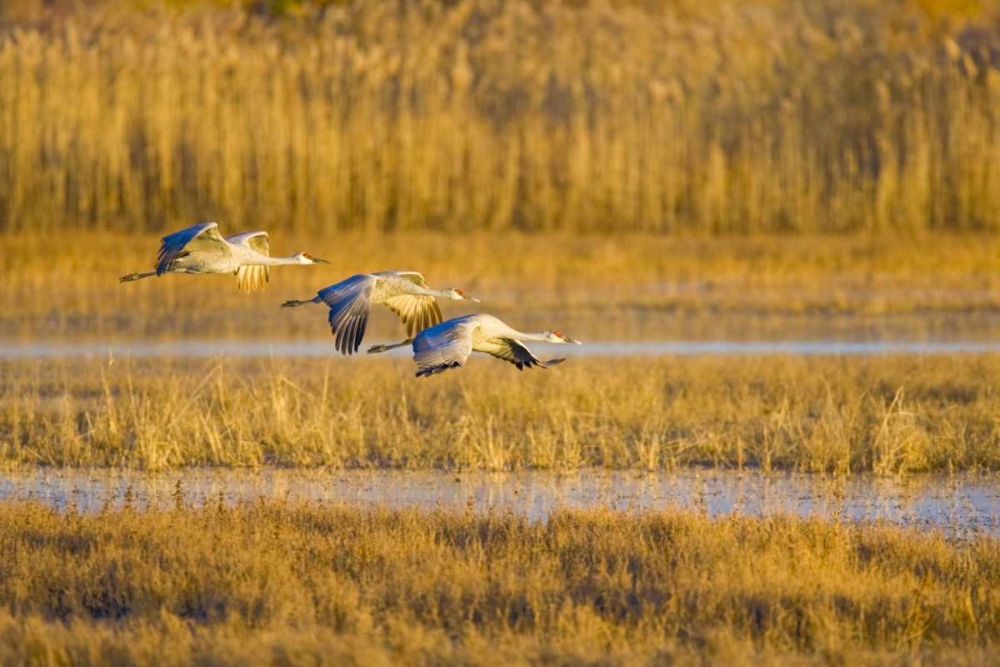 Art Print: New Mexico Greater sandhill cranes landing