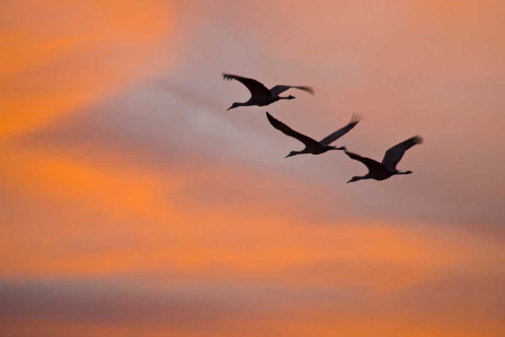 Art Print: New Mexico Greater sandhill cranes leaving nest