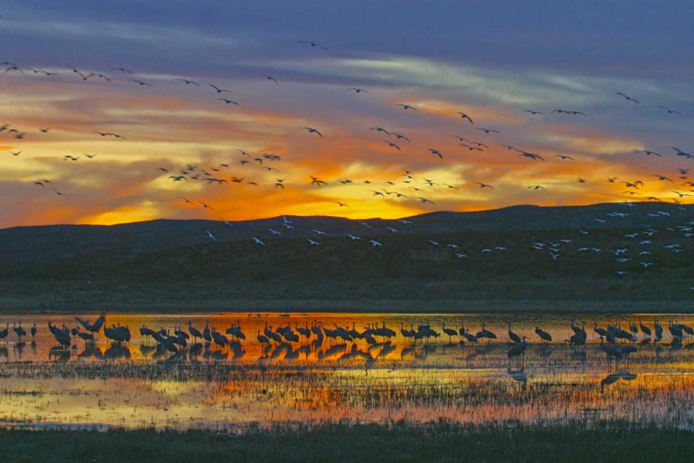 Art Print: New Mexico Sandhill cranes and snow geese