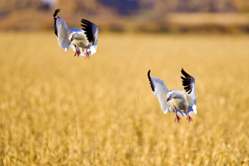 Art Print: New Mexico Two snow geese landing in corn field