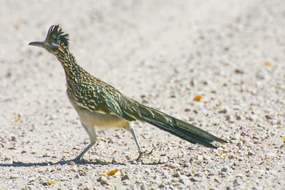 Art Print: New Mexico Greater roadrunner crossing road