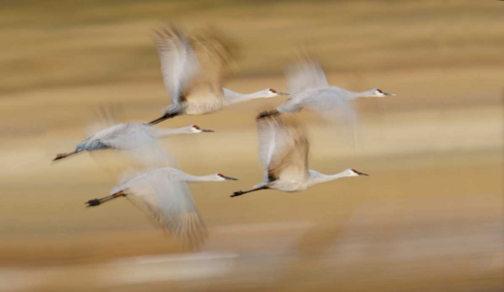 Art Print: New Mexico Sandhill cranes fly in blurred