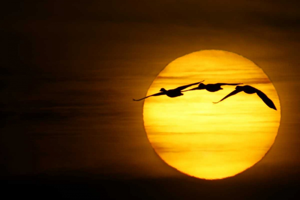 Art Print: New Mexico Three snow geese fly across sun
