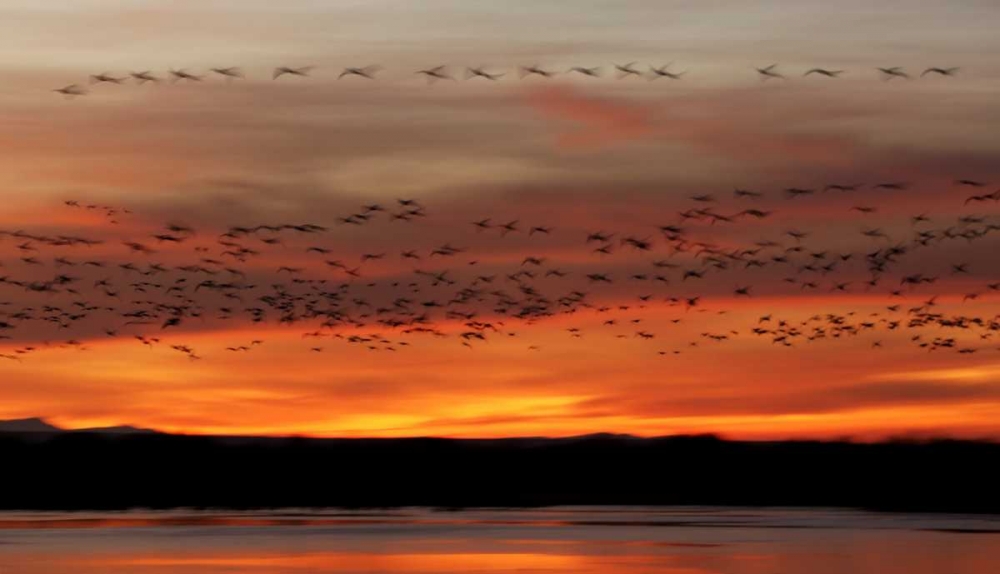 Art Print: New Mexico Snow geese fly in a blur at sunrise