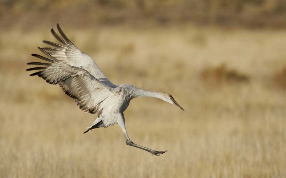 Art Print: New Mexico Sandhill crane landing