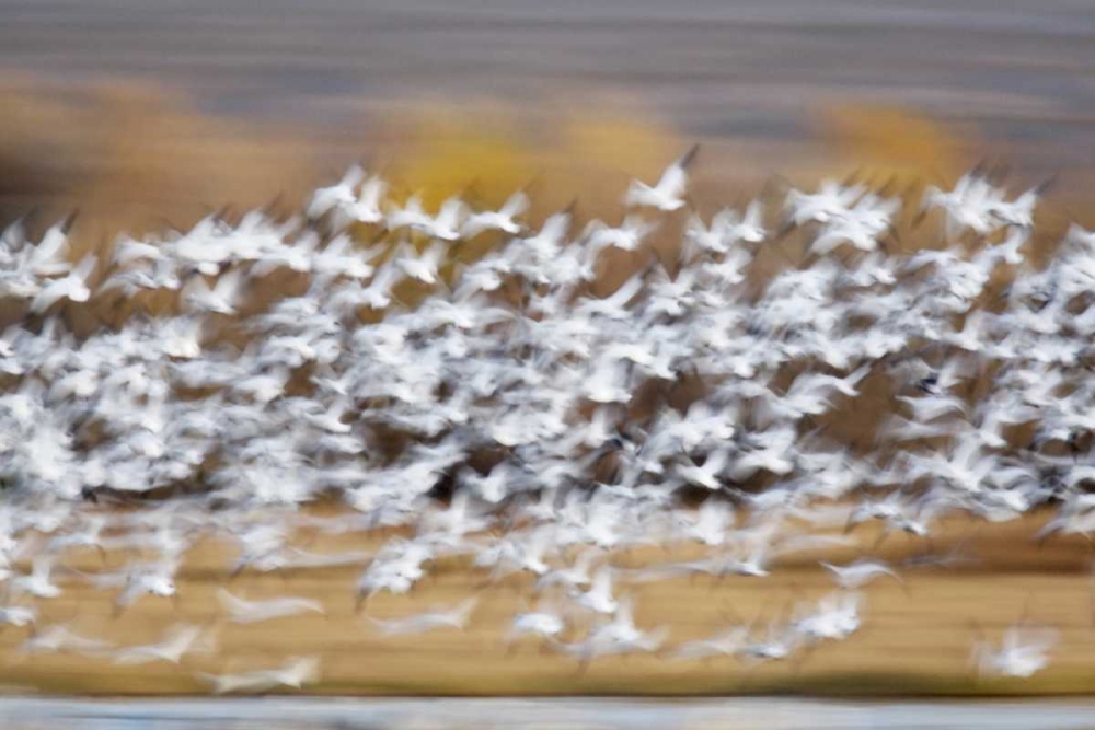 Art Print: New Mexico Blur of snow geese taking flight