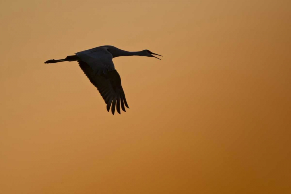 Art Print: New Mexico Lone sandhill goose flying at sunset