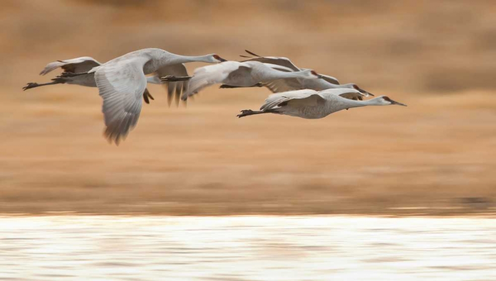 Art Print: New Mexico Group of sandhill geese flying