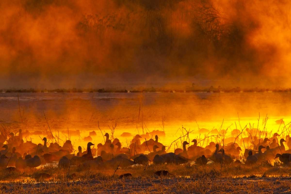 Wall art: New Mexico Snow geese in foggy sunrise, by Illg, Cathy and Gordon