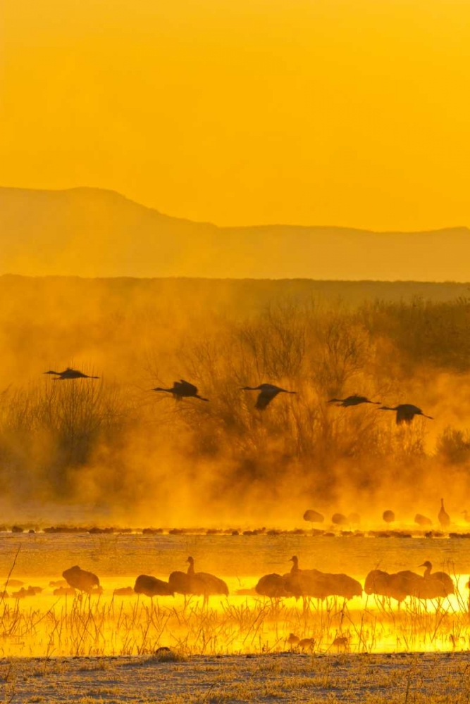 Art Print: New Mexico, Bosque Del Apache Sandhill cranes