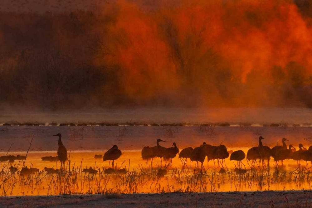 Art Print: New Mexico, Bosque Del Apache Sandhill cranes