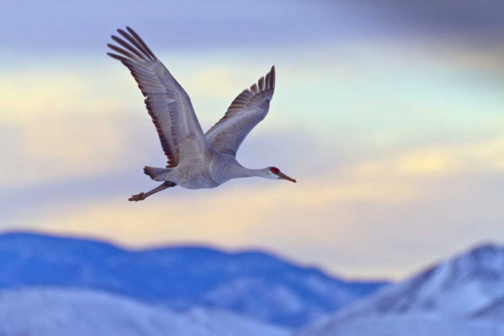 Art Print: New Mexico Sandhill crane flying at sunset