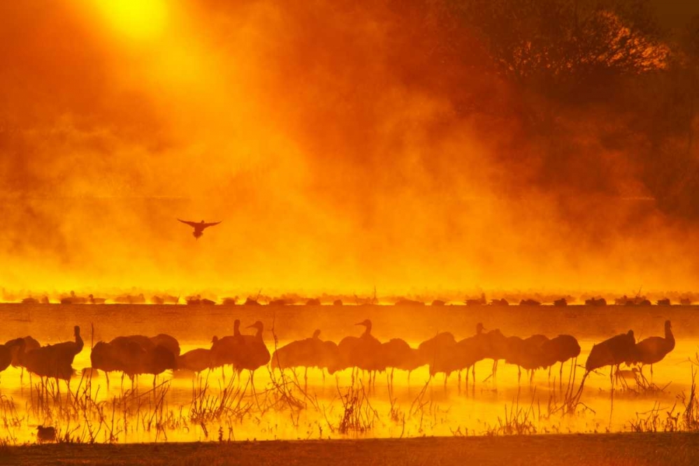 Wall art: New Mexico Sandhill cranes in sunrise fog, by Illg, Cathy and Gordon