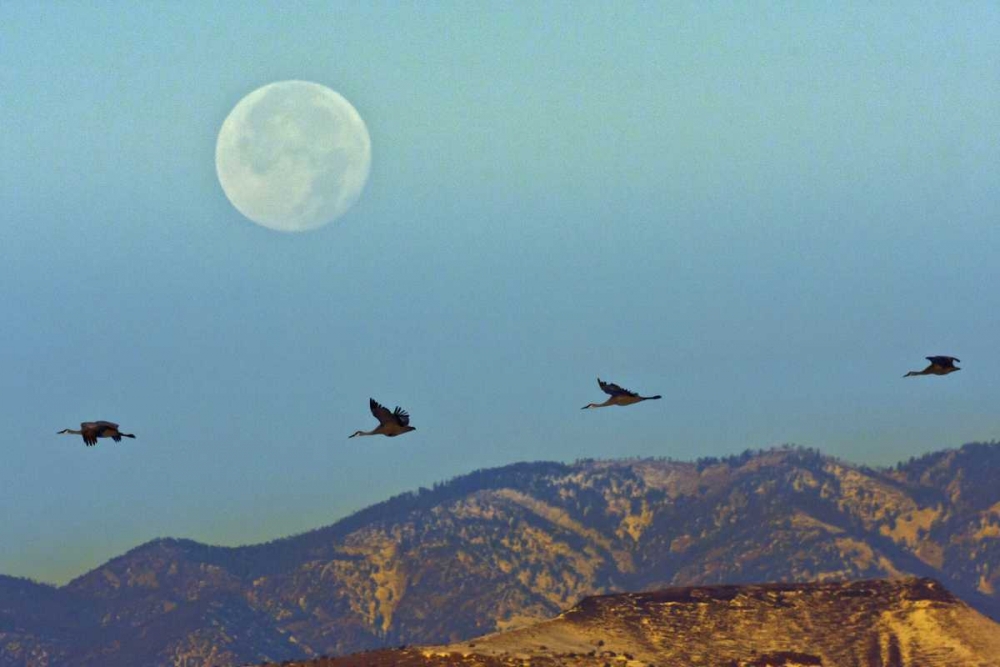 Art Print: New Mexico Sandhill cranes fly by full moon