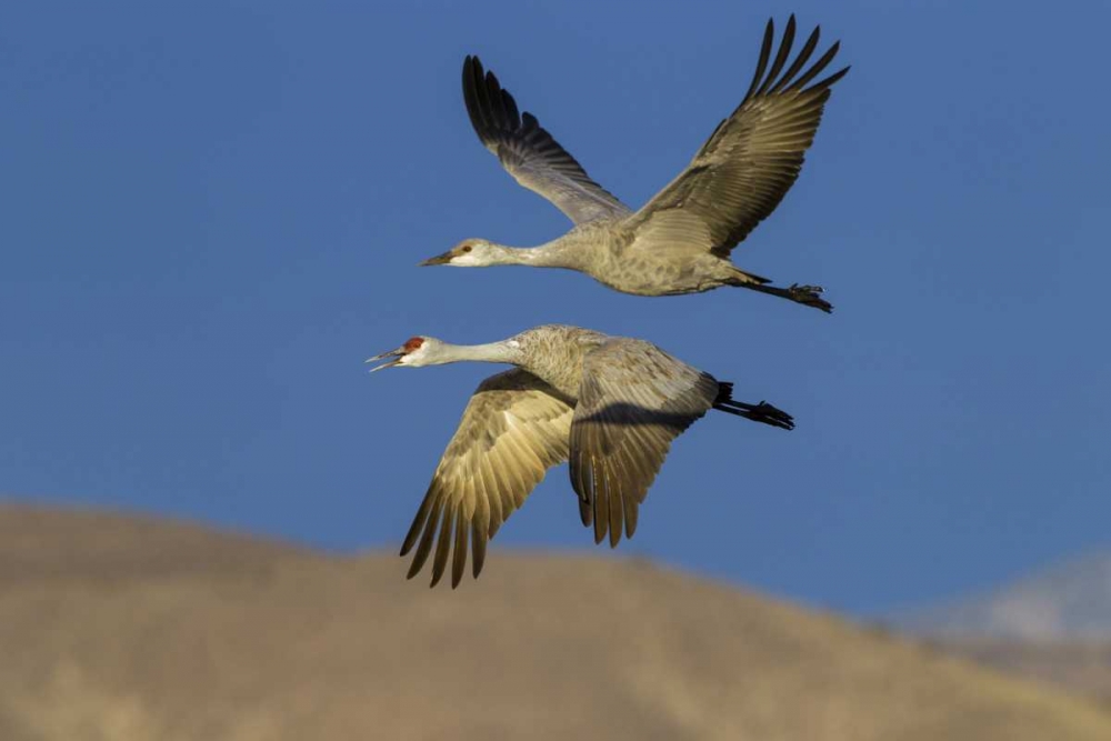 Art Print: New Mexico Sandhill cranes in flight