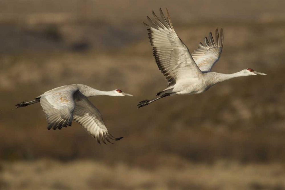 Art Print: New Mexico Sandhill cranes in flight