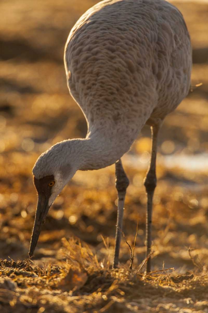 Art Print: New Mexico Sandhill crane foraging