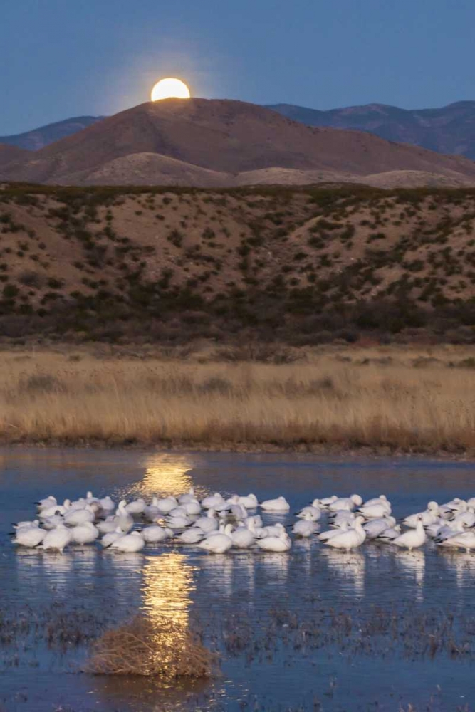 Art Print: New Mexico Moonset over snow geese
