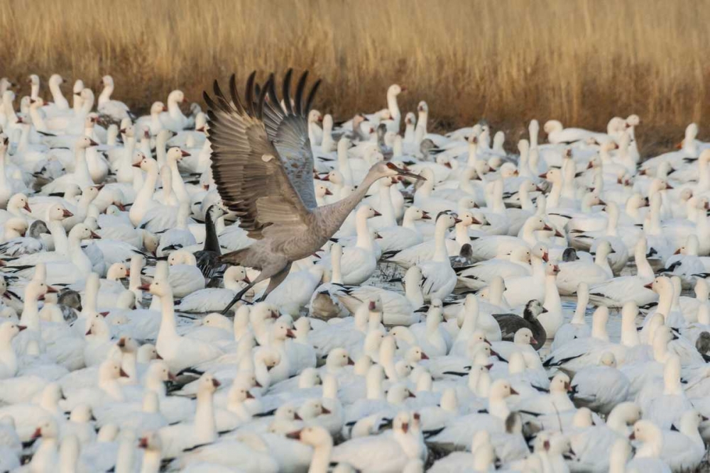 Art Print: New Mexico Sandhill crane amid snow geese