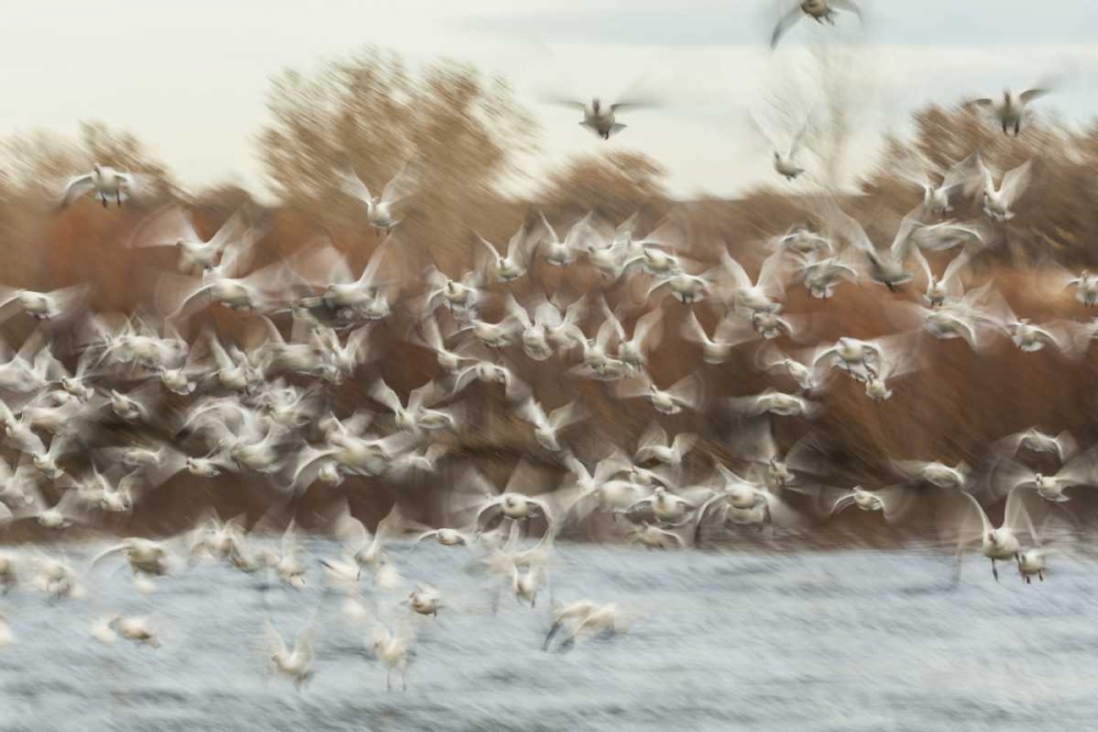 Art Print: New Mexico Flock of snow geese taking flight