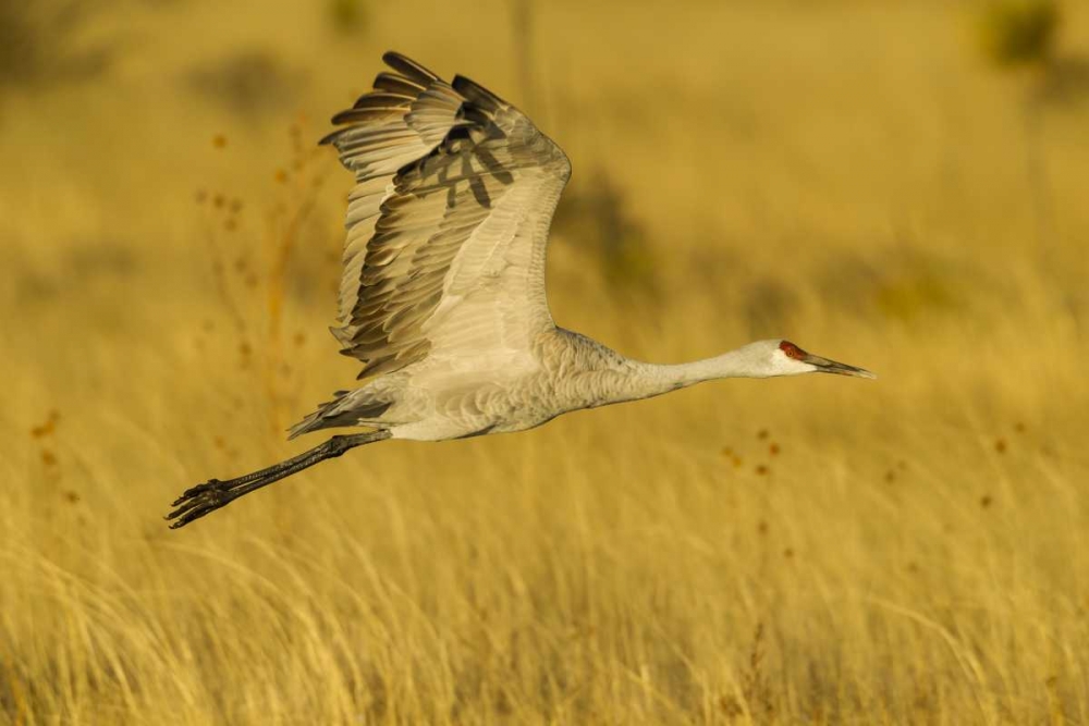 Art Print: New Mexico Sandhill crane in flight