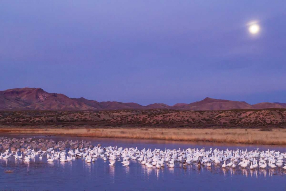 Art Print: New Mexico Moonset over snow geese