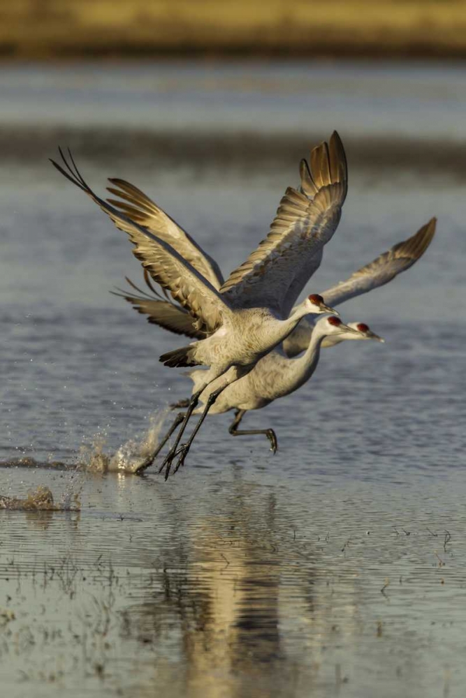 Art Print: New Mexico Two Sandhill cranes taking flight