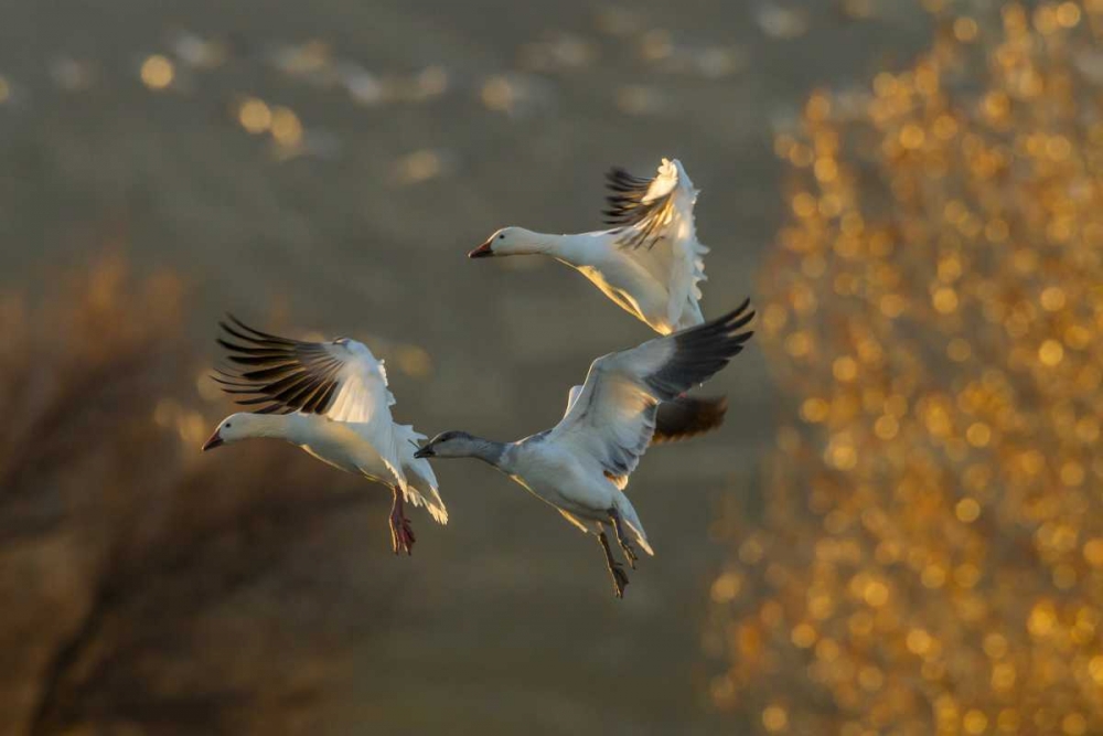 Art Print: New Mexico Snow geese in flight